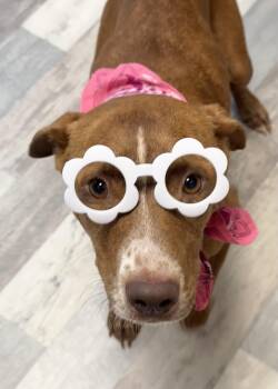 Rescue Labrador Retriever Dogs for Adoption in Lufkin, Texas - Toffie | PetCurious