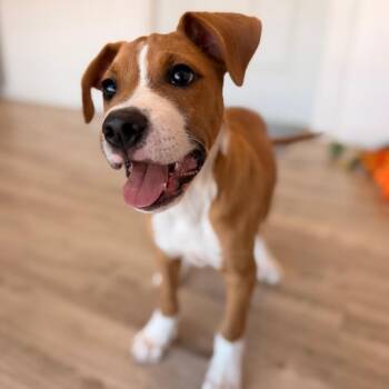 Simon -  Mixed Breed Dog for Adoption in Green Bay, Wisconsin - Simon | PetCurious