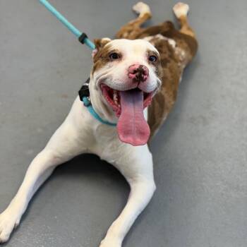 Mixed Breed Dogs Available for Adoption in Sarasota, Florida - Fruit Loop | PetCurious