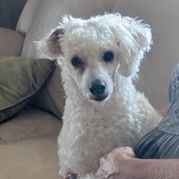 Rusty -  Miniature Poodle and Bichon Frise Dog for Adoption in Titusville, Florida - Rusty | PetCurious