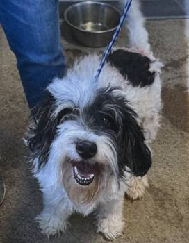 Rescue Australian Shepherd and Poodle Dogs for Adoption in Fort Madison, Iowa - Cosmo | PetCurious