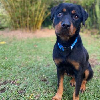 Rottweiler Dogs Available for Adoption - Mona | PetCurious