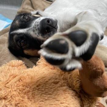 Freckles -  Hound and Mixed Breed Dog for Adoption in Hawthorne, California - Freckles | PetCurious