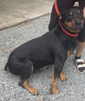 Bruzier -  Rottweiler Dog for Adoption in Elizabethtown, North Carolina - Bruzier | PetCurious