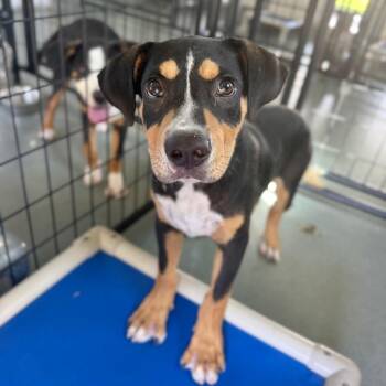 Shrek -  Mixed Breed Dog for Adoption in Bradenton, Florida - Shrek | PetCurious