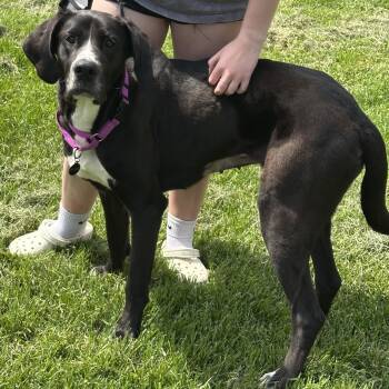 Rescue Great Dane Dogs for Adoption in Indianapolis, Indiana - Mouse | PetCurious