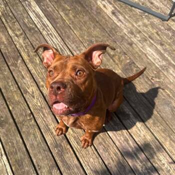 Nellie -  Pit Bull Terrier and Mixed Breed Dog for Adoption in Greensburg, Pennsylvania - Nellie | PetCurious