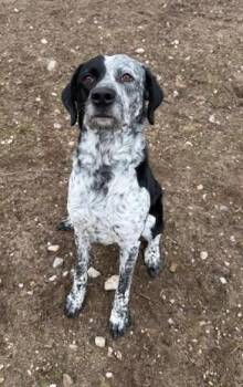 Pointer Dogs Available for Adoption in Bellaire, Michigan - Hoss | PetCurious