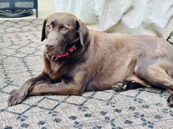 Candy -  Labrador Retriever Dog for Adoption in Indianapolis, Indiana - Candy | PetCurious