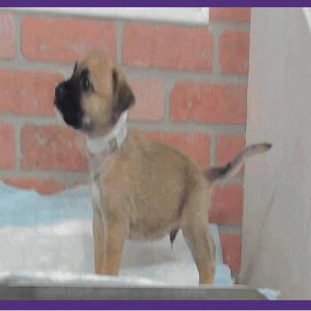 Detroit -  American Staffordshire Terrier Dog for Adoption in Tacoma, Washington - Detroit | PetCurious