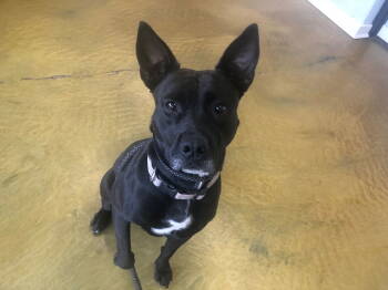 Rescue Basenji and Pit Bull Terrier Dogs for Adoption in Phoenix, Arizona - Maria | PetCurious