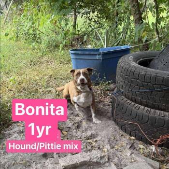 Hound Dogs Available for Adoption - Bonita | PetCurious