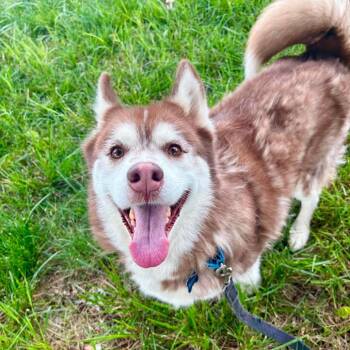 Mufasa -  Husky Dog for Adoption in Lenexa, Kansas - Mufasa | PetCurious