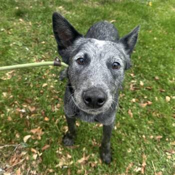 Rescue Australian Cattle Dog Blue Heeler Dogs for Adoption in Philadelphia, Pennsylvania - Zeus | PetCurious