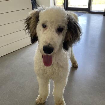 FREEDOM -  Poodle Dog for Adoption in La Grange, Kentucky - FREEDOM | PetCurious