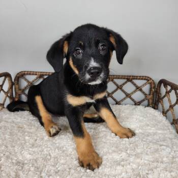 Dawn -  Black Labrador Retriever Dog for Adoption in Fort Wayne, Indiana - Dawn | PetCurious