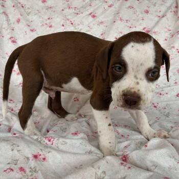 Katydid -  Pointer Dog for Adoption in San Antonio, Texas - Katydid | PetCurious