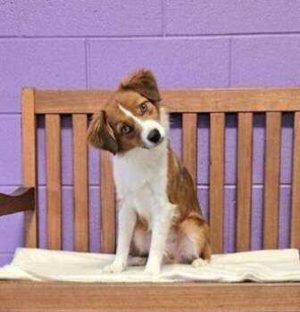 **GIANNA** -  Australian Shepherd Dog for Adoption in North Prairie, Wisconsin - **GIANNA** | PetCurious