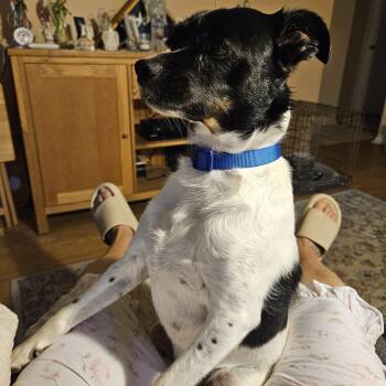 Rescue Rat Terrier Dogs for Adoption in Pennington, New Jersey - Casey | PetCurious