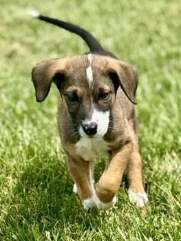 Mixed Breed Dogs Available for Adoption - Lux | PetCurious