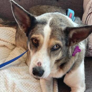 Talula -  Cattle Dog and Husky Dog for Adoption in Minneapolis, Minnesota - Talula | PetCurious