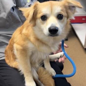 Mixed Breed Dogs Available for Adoption in Springboro, Ohio - Daisy | PetCurious