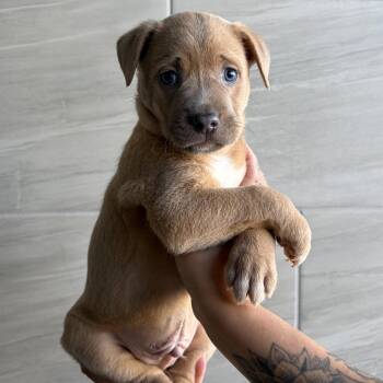 Mixed Breed Dogs Available for Adoption in Las Vegas, Nevada - Adidas | PetCurious