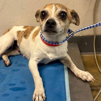 Esmeralda -  Chihuahua and Mixed Breed Dog for Adoption in Yuma, Arizona - Esmeralda | PetCurious