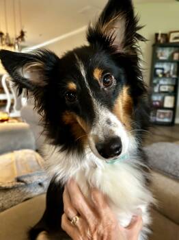 Princess (In a temporary foster home) -  Shetland Sheepdog Sheltie Dog for Adoption in Myerstown, Pennsylvania - Princess (In A Temporary Foster Home) | PetCurious