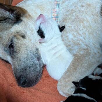 Mixed Breed Dogs Available for Adoption in Durham, North Carolina - Pokey | PetCurious