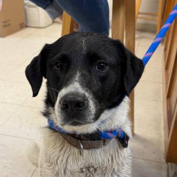 Pointer and Mixed Breed Dogs Available for Adoption in Jacksonville, Arkansas - Patsy | PetCurious