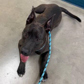 Pit Bull Terrier and Border Collie Dogs Available for Adoption in Reno, Nevada - Nova | PetCurious