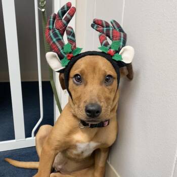 Rescue Labrador Retriever Dogs for Adoption in Columbia, Missouri - Enid | PetCurious