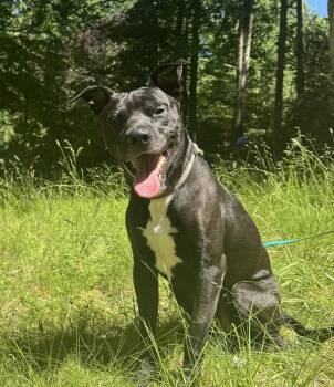 Benjen -  Labrador Retriever Dog for Adoption in Candler, North Carolina - Benjen | PetCurious
