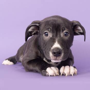 Cola -  Mixed Breed Dog for Adoption in Franklin, Tennessee - Cola | PetCurious