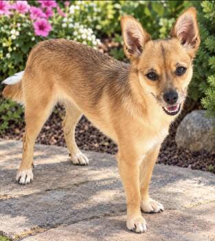 Pancake -  Chihuahua Dog for Adoption in Surrey, British Columbia - Pancake | PetCurious