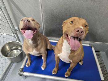 Rescue Pit Bull Terrier Dogs for Adoption in Silver Springs, Nevada - Aries | PetCurious