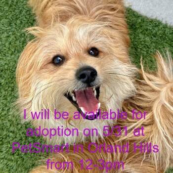 Yorkshire Terrier and Pomeranian Dogs Available for Adoption in Matteson, Illinois - Apollo | PetCurious