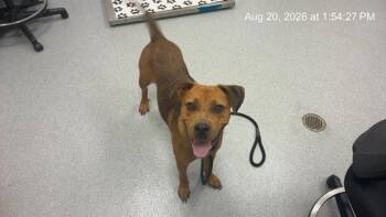 CHERRY -  German Shepherd Dog Dog for Adoption in Ocala, Florida - CHERRY | PetCurious