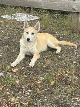 German Shepherd Dog Dogs Available for Adoption in Stockton, California - MISSY | PetCurious