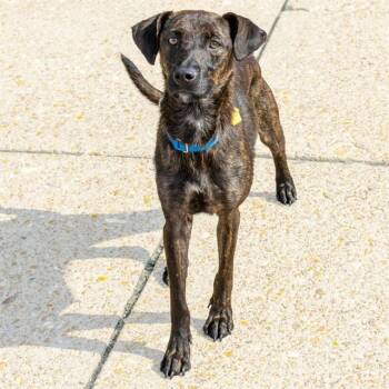 CARAMEL -  Labrador Retriever and Mixed Breed Dog for Adoption in St. Louis, Missouri - CARAMEL | PetCurious