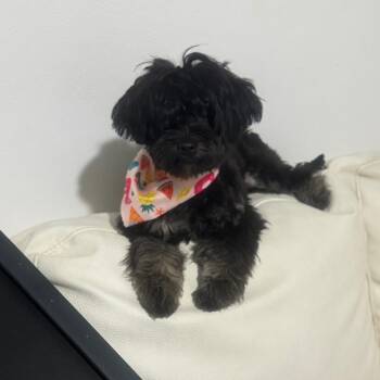 Rescue Yorkshire Terrier Dogs for Adoption in West Miami, Florida - Onix | PetCurious