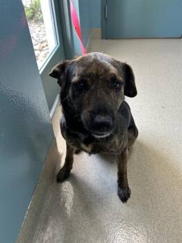 Mixed Breed Dogs Available for Adoption in Newton, North Carolina - JUNE | PetCurious