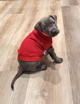 Bosa -  Pit Bull Terrier Dog for Adoption in Lafayette, California - Bosa | PetCurious