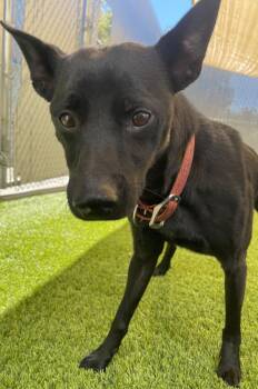 Rescue Mixed Breed Dogs for Adoption in Frankfort, Kentucky - Jett | PetCurious