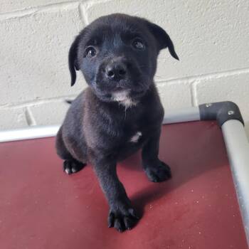 Saint 3386 -  Black Labrador Retriever and Mixed Breed Dog for Adoption in Loxahatchee Groves, Florida - Saint 3386 | PetCurious