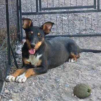 Sweetheart -  Shepherd Dog for Adoption in Marfa, Texas - Sweetheart | PetCurious
