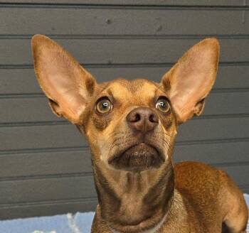Rocket -  Chihuahua Dog for Adoption in Newport, Tennessee - Rocket | PetCurious