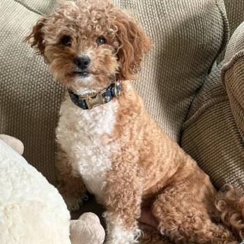 Opal -  Poodle and Labrador Retriever Dog for Adoption in Madrid, Iowa - Opal | PetCurious
