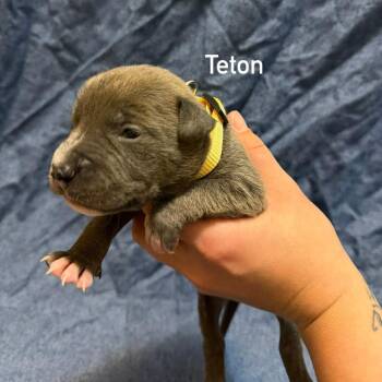 Teton -  Pit Bull Terrier Dog for Adoption in Brainerd, Minnesota - Teton | PetCurious